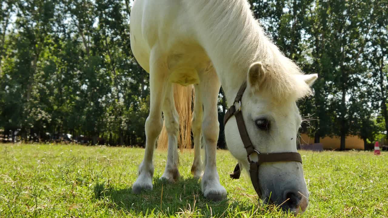 在一个阳光明媚的夏天，一匹小马在农场的后院吃东西和散步。视频下载