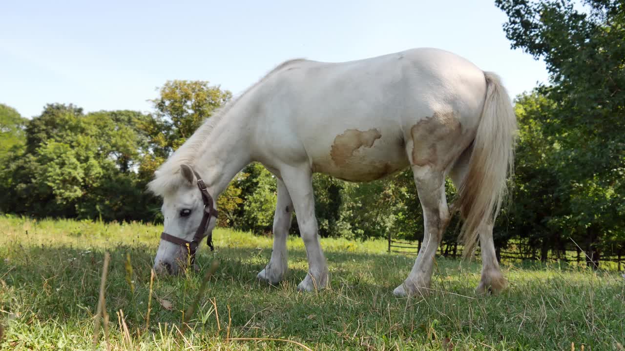 在一个阳光明媚的夏天，一匹小马在农场的后院吃东西和散步。视频下载