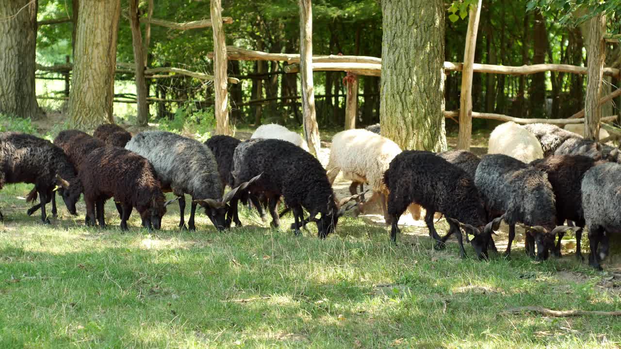夏日里，一群绵羊在农场的后院休息和吃东西。视频下载