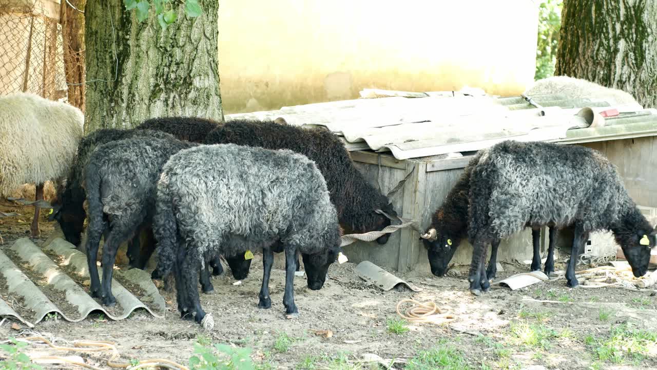 夏日里，一群绵羊在农场的后院休息和吃东西。视频下载