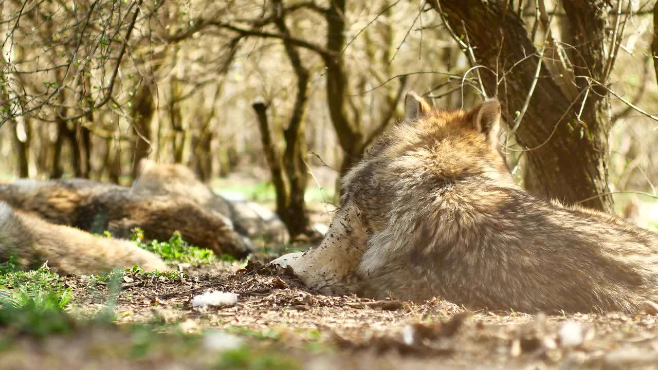 在一个阳光明媚的日子里，一只美丽的欧洲灰狼在草地上休息和睡觉视频下载