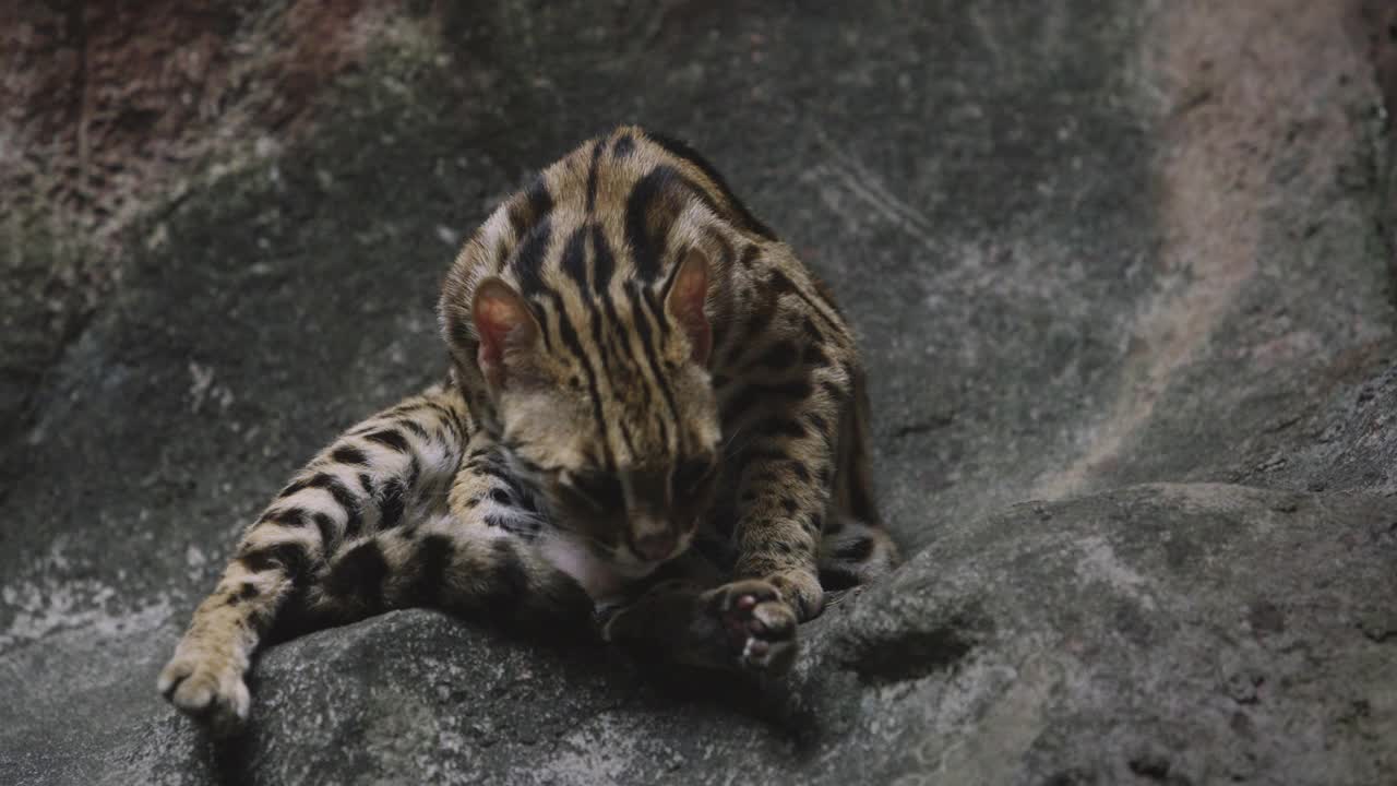 豹猫野生猫。视频下载