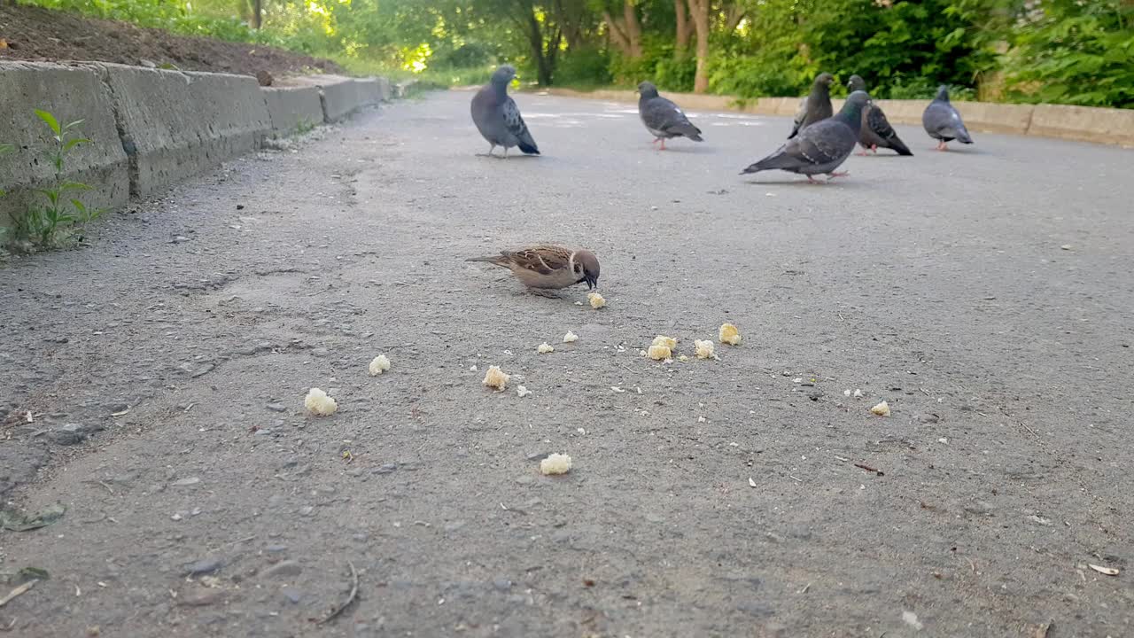麻雀在城市公园的一个隐蔽的地方吃面包屑。视频素材