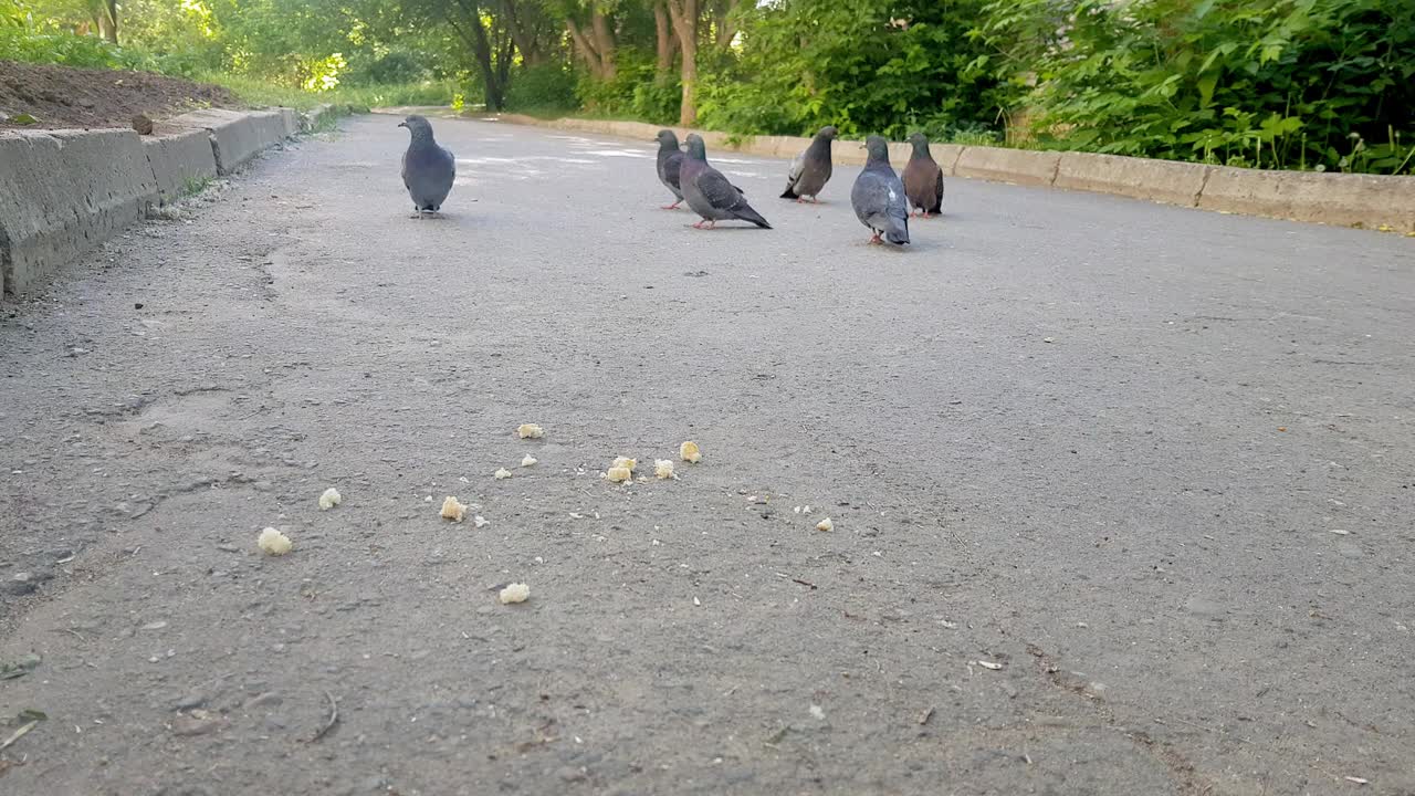 麻雀在城市公园的一个隐蔽的地方吃面包屑。视频素材