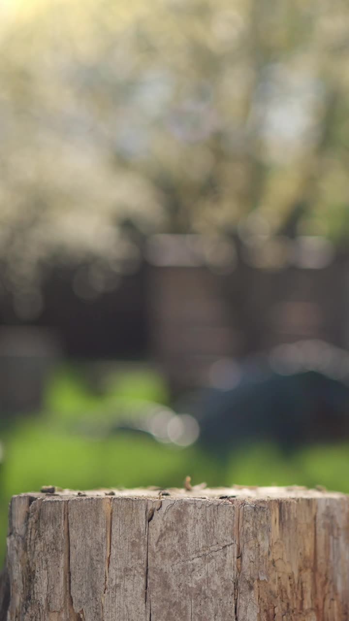 阳光明媚的春日里，一个戴着草帽穿着格子衬衫的男人正在花园里劈柴视频素材