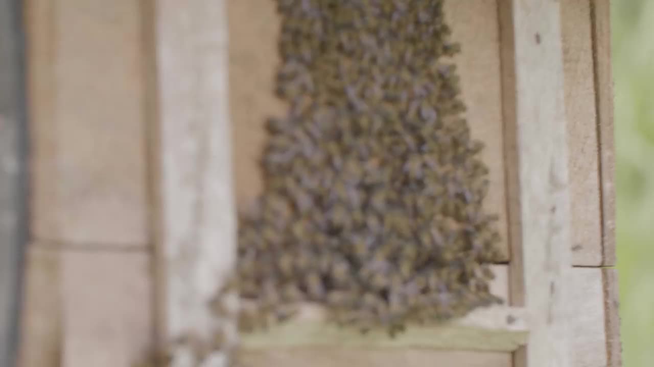 在蜂房木质蜂箱入口处有大量的蜜蜂，木质蜂箱和蜜蜂视频素材