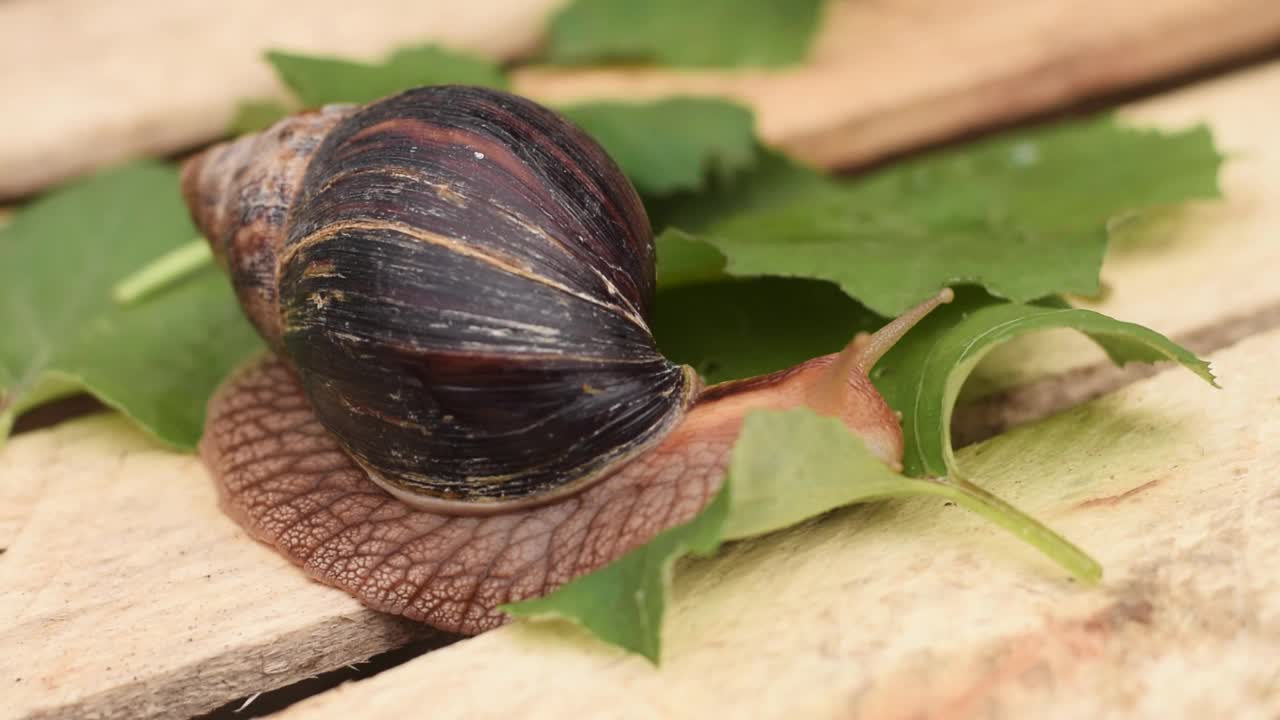 巨大的非洲陆生蜗牛爬在木盒上的叶子上。视频下载