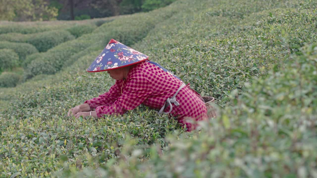 中国杭州，茶农在茶园采摘茶叶。视频素材