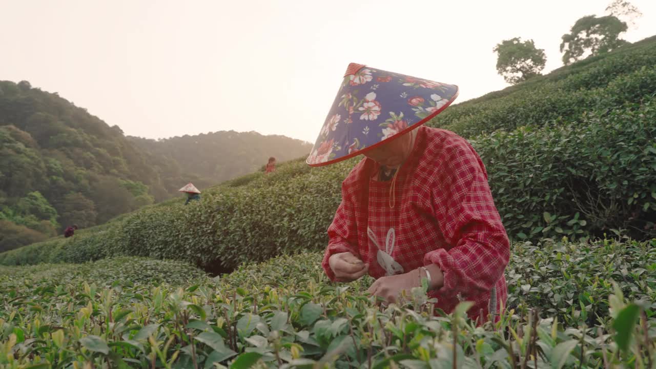 中国杭州，茶农在茶园采摘茶叶。视频下载