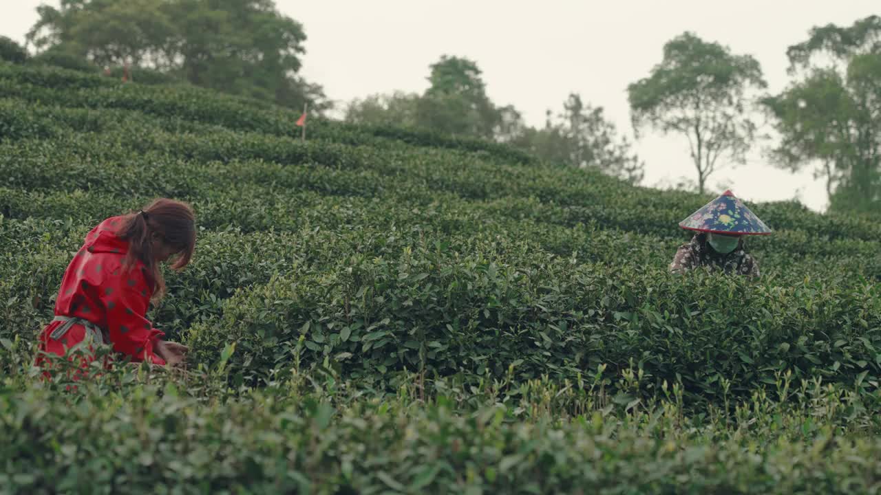 中国杭州，茶农在茶园采摘茶叶。视频素材