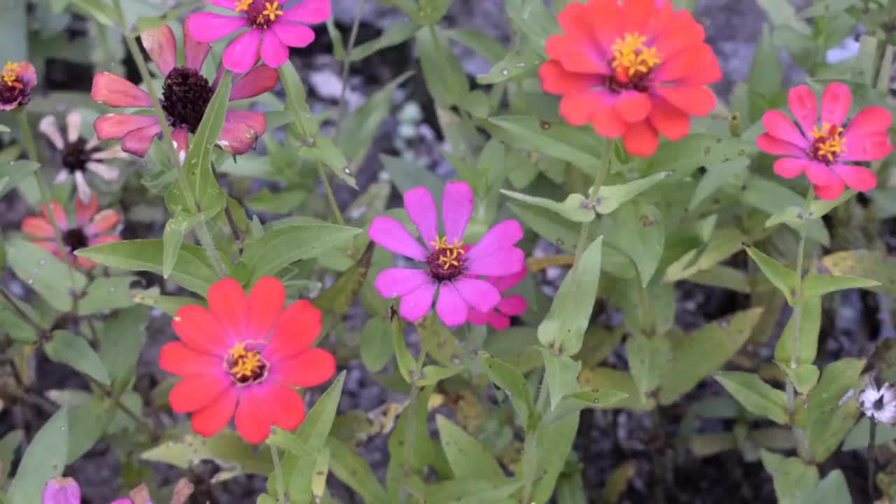 红色的花瓣视频下载