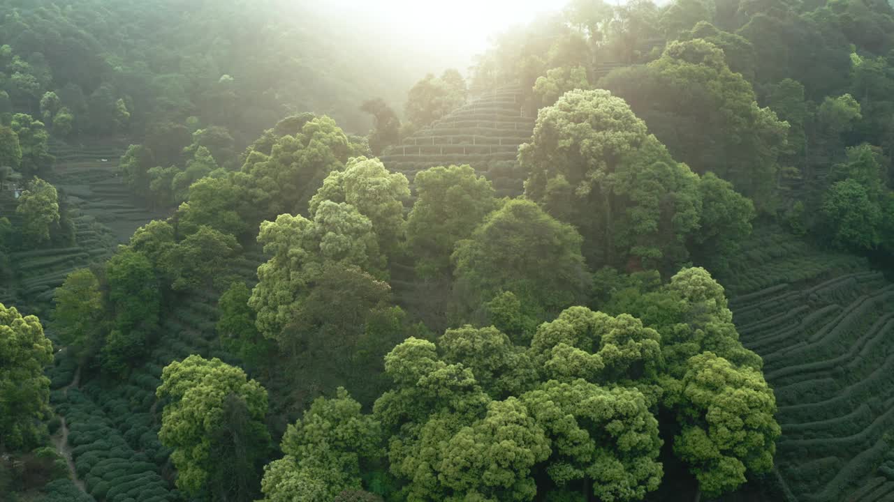 中国杭州茶园的无人机视图。视频下载