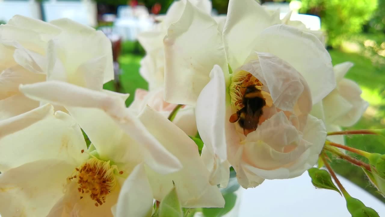 蜜蜂从花中采集花粉。视频下载