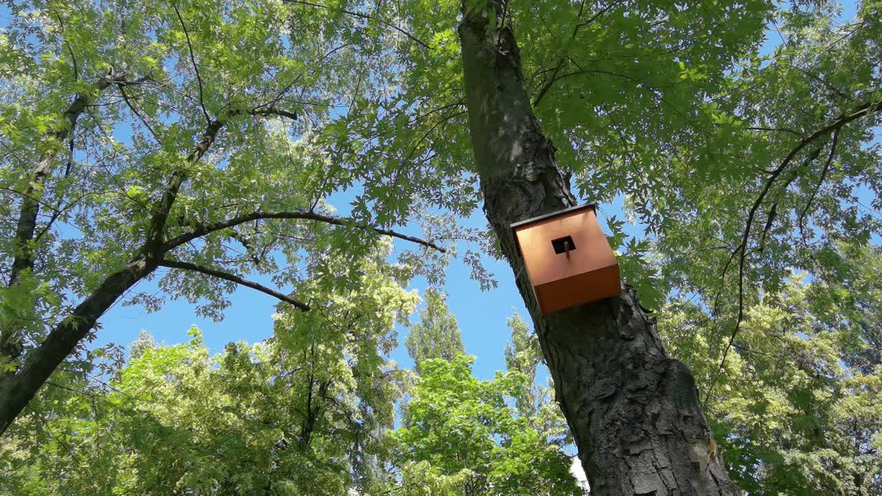 一个木制的鸟笼，背景是不聚焦的树木和阳光视频下载