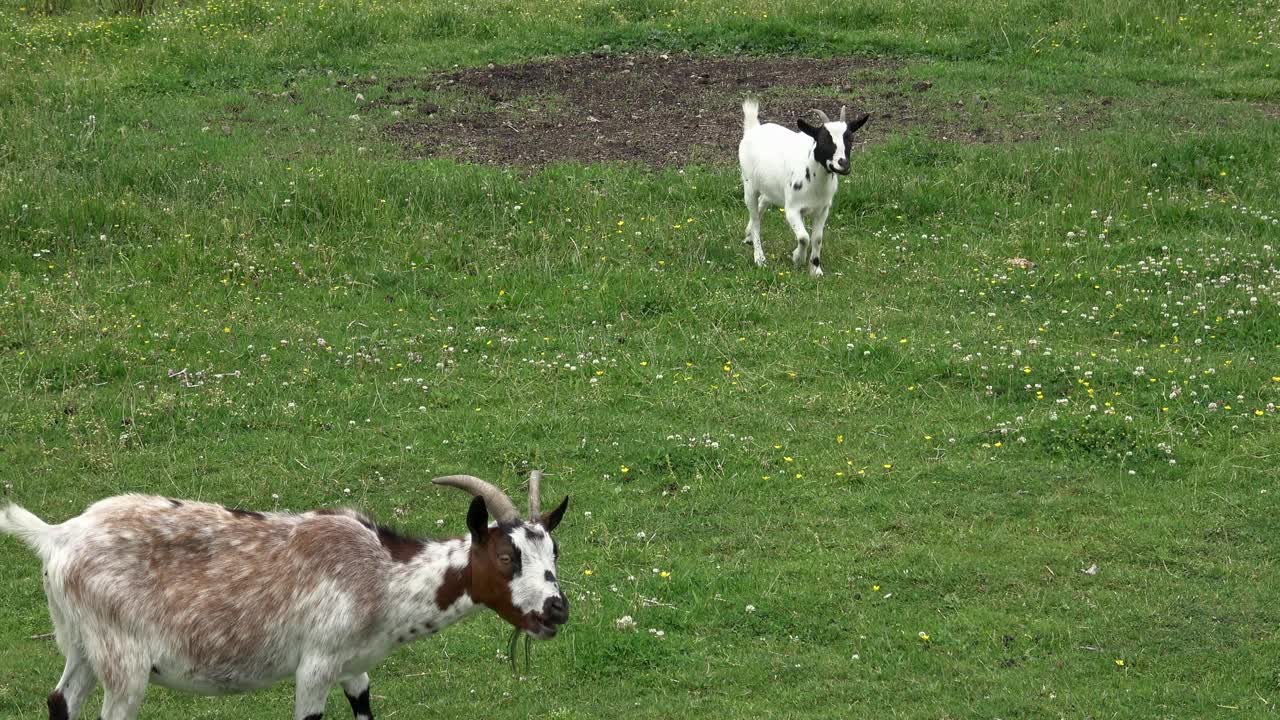 在绿色草地上吃草的家养山羊。可爱的白色小山羊视频下载