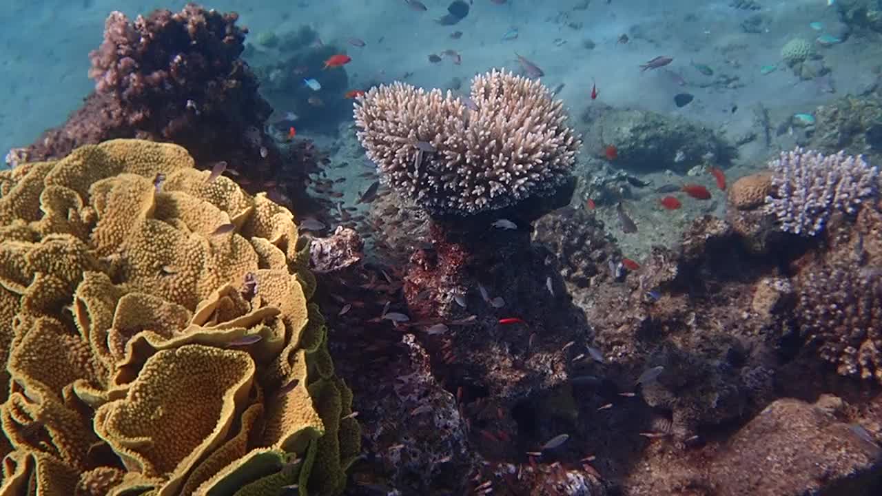 珊瑚礁的生命，海洋生态系统生物多样性的概念视频素材
