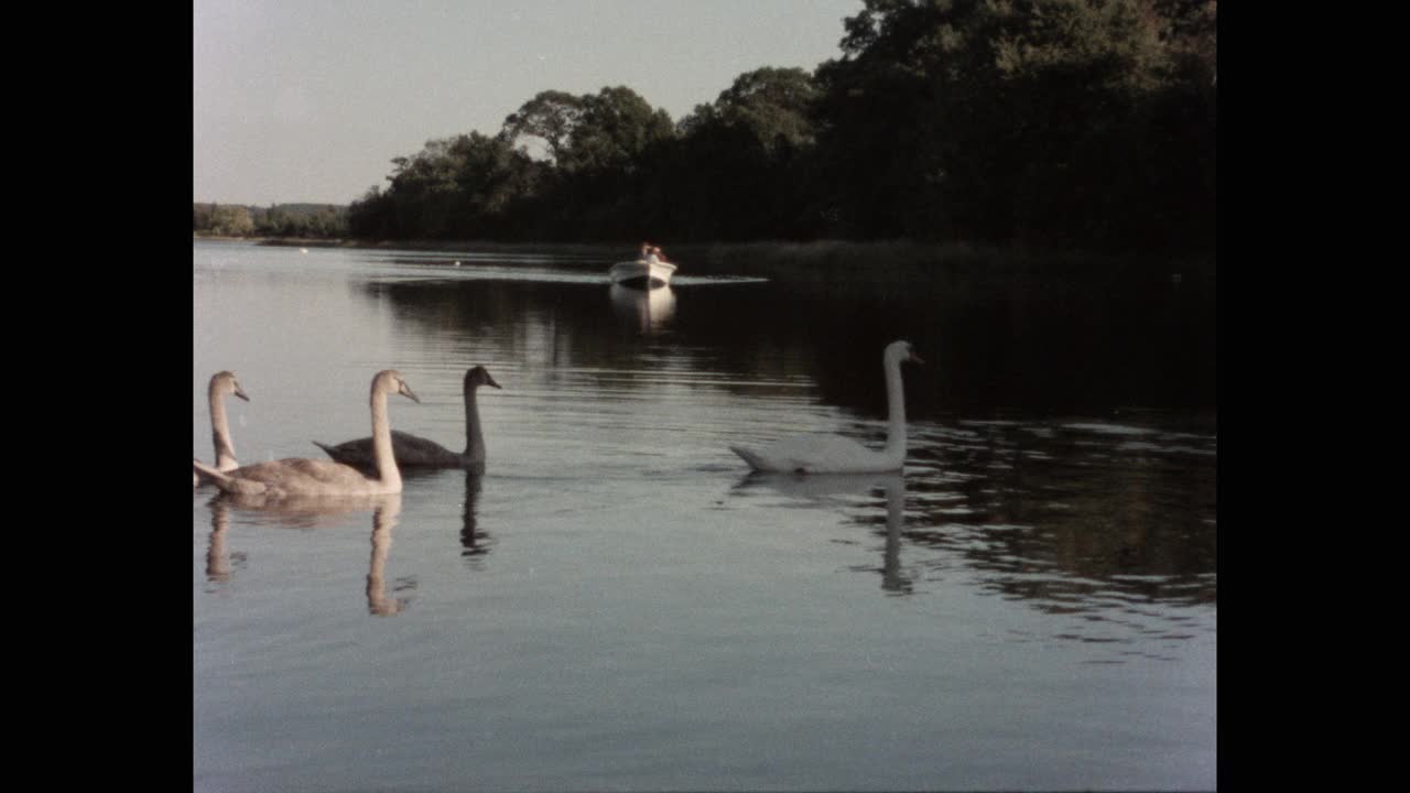 1984年的今天，美国罗德岛，宽广的天鹅在河中游泳，背景是一艘航海船视频下载