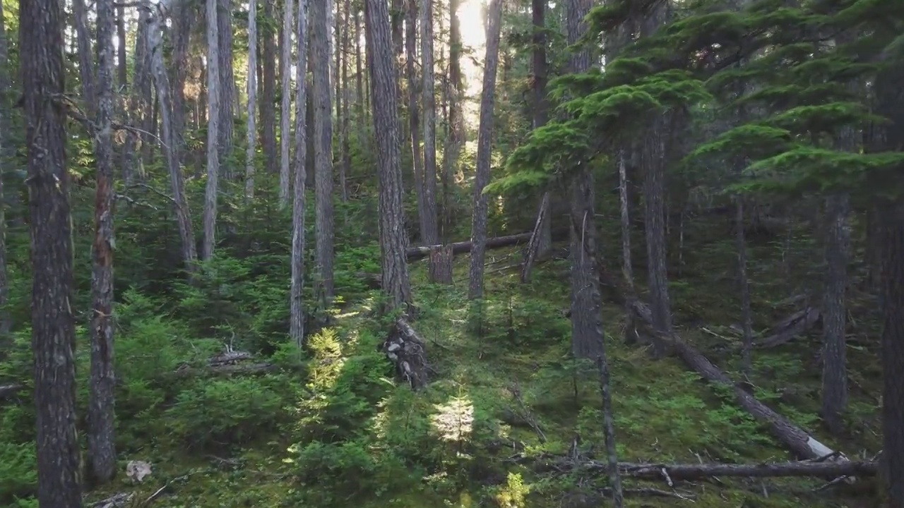 原始森林的多莉视图视频素材