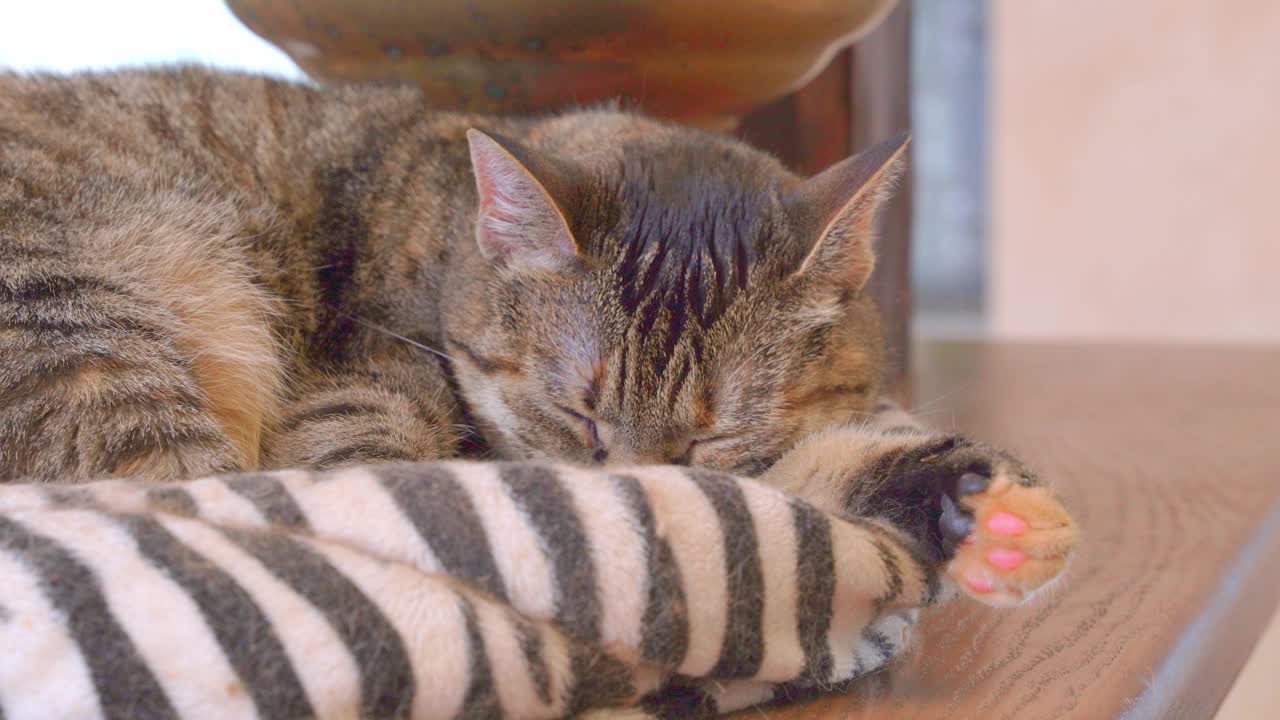 疲倦的小猫醒来，凝视着躺在舒适的宠物枕头上的木架在明亮的房间在家里极端特写视频下载
