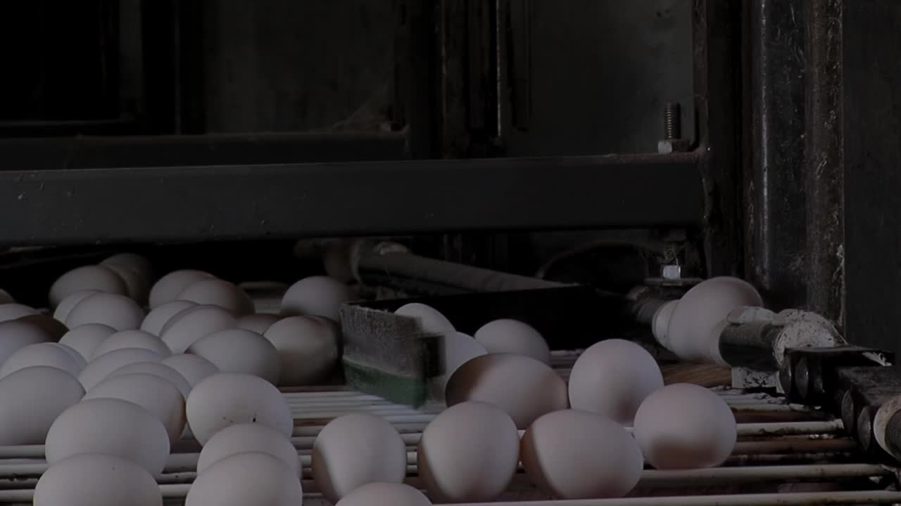 家禽养殖场，鲜鸡蛋自动移动输送机，工业鸡蛋生产线。关闭了。视频下载