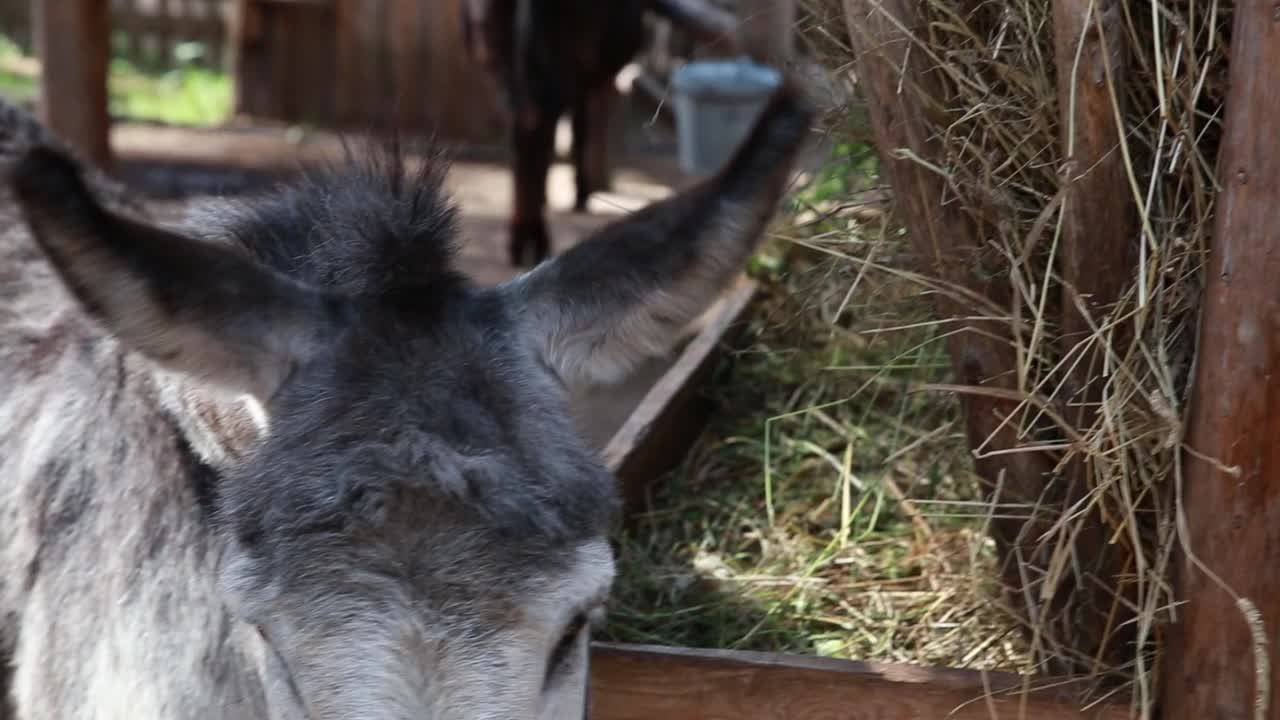 一只可爱的灰色驴子在咀嚼干草，特写。在动物园或农场喂养动物。视频素材