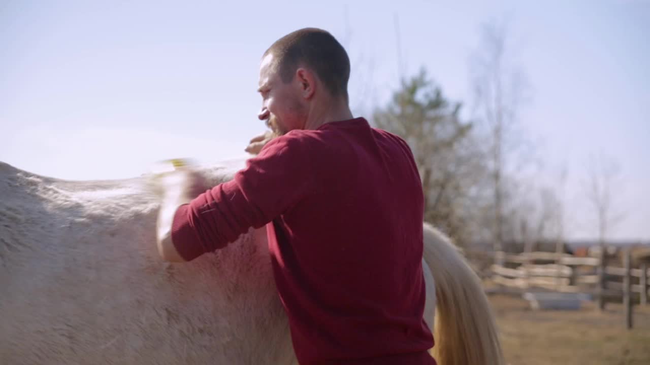 一个人用一种特殊的刷子刷着一匹白马。视频素材