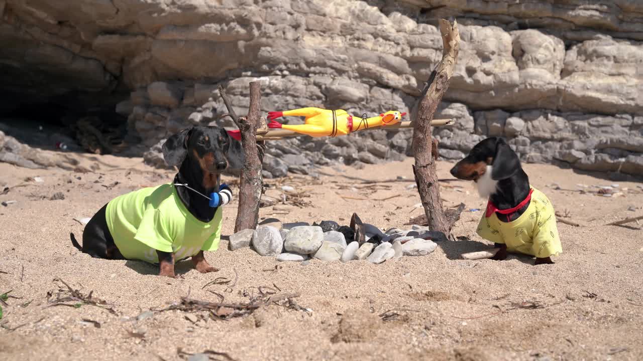 阳光明媚的日子里，几只罗宾逊腊肠犬在岩洞附近的沙滩上用烧烤叉玩具鸡烧烤视频下载
