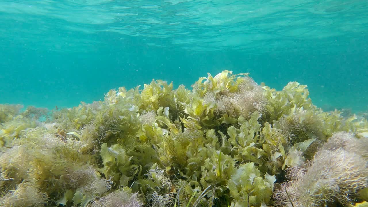 浅水区覆盖着藻类，以蓝色的水面为背景。褐藻(马尾藻)和红藻(马尾藻)视频素材