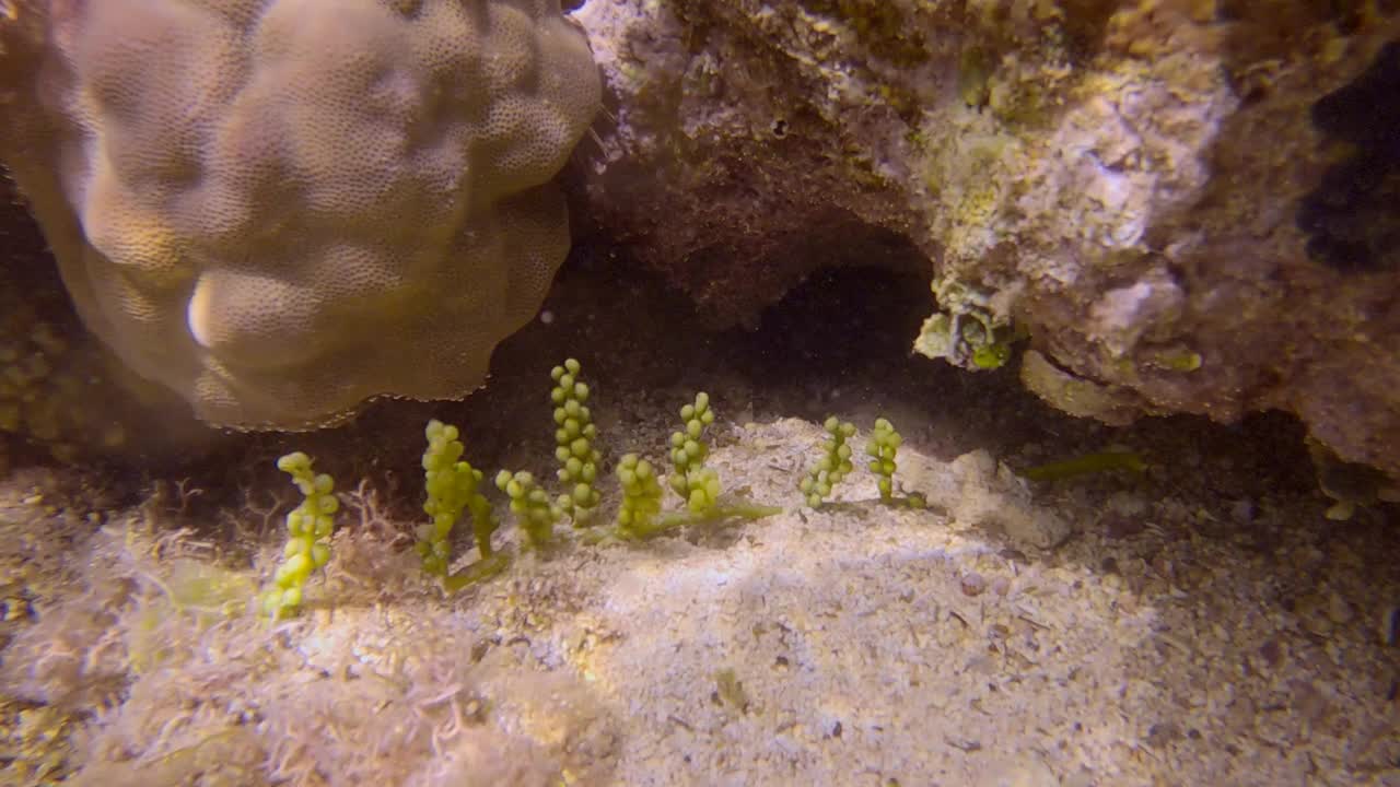 海葡萄的海葡萄(总状蕨草)。特写,水下拍摄视频素材