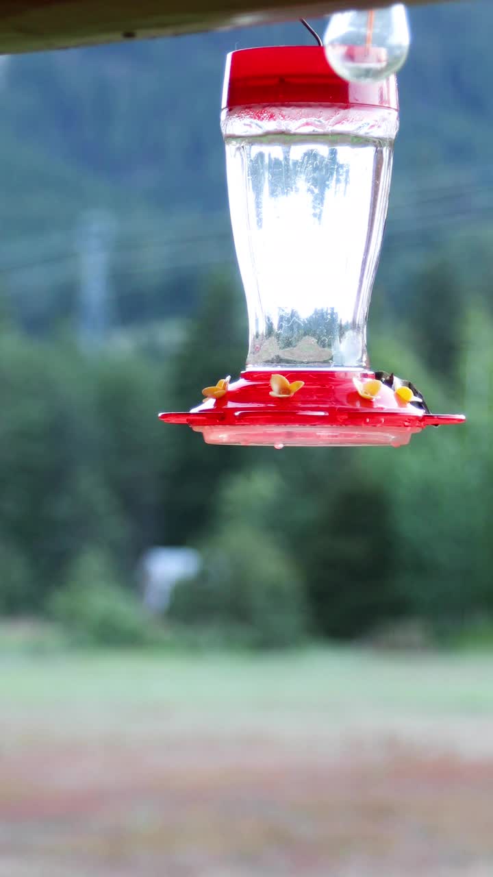 垂直视频华盛顿州蜂鸟在饲料WS视频下载