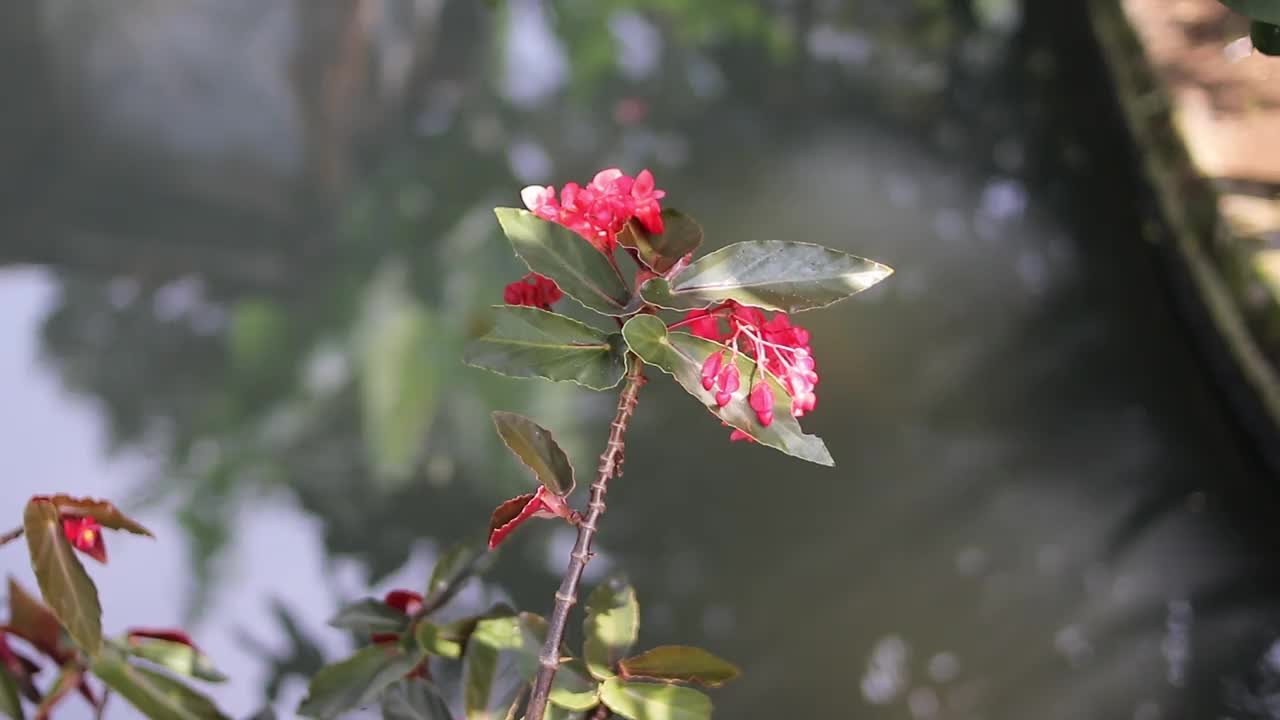 海棠花在鱼塘附近盛开视频素材