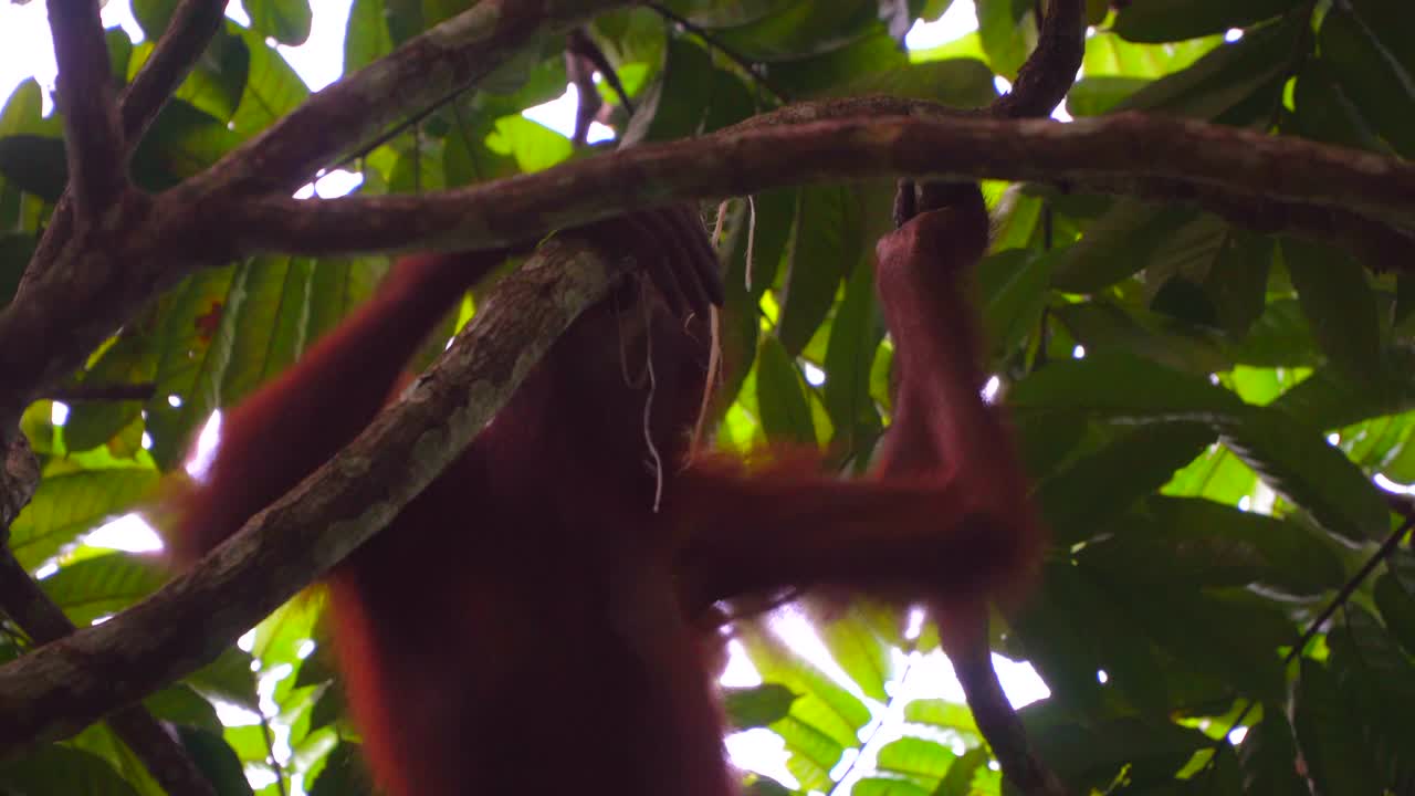 婆罗洲猩猩在树上视频下载