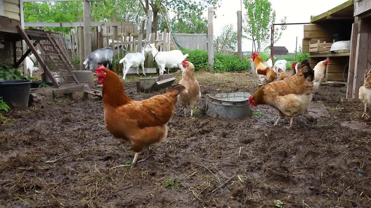 自由放养鸡在有机动物农场自由放牧在院子在牧场背景。鸡在天然生态农场上吃草。36、现代畜牧畜牧与生态农业。动物权利的概念视频素材
