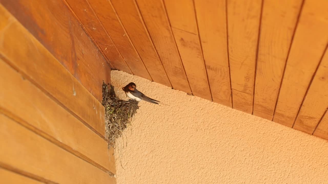 放慢了一对燕子筑巢的视频视频下载