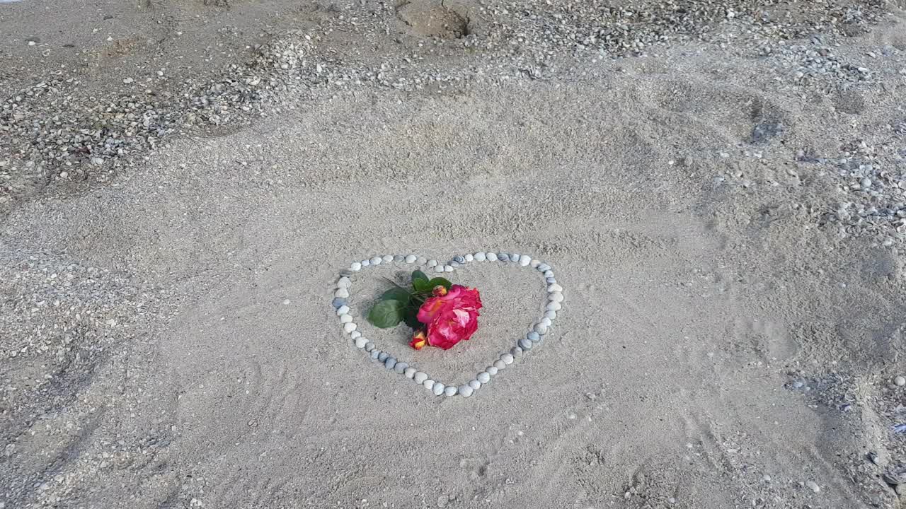 海边的贝壳做成的心形，里面是一朵鲜嫩的红玫瑰。情人节快乐视频素材