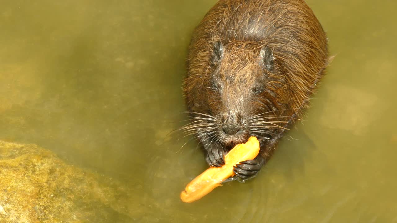 海狸鼠在水中吃胡萝卜视频下载