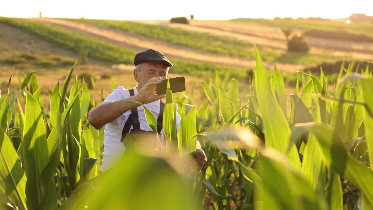 一位年长的男农民在玉米地里自拍视频下载