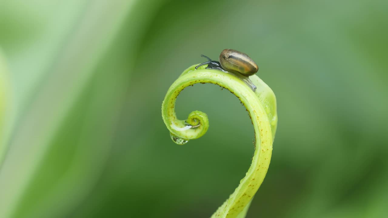 蜗牛在有水滴的蕨类叶子上行走。视频下载