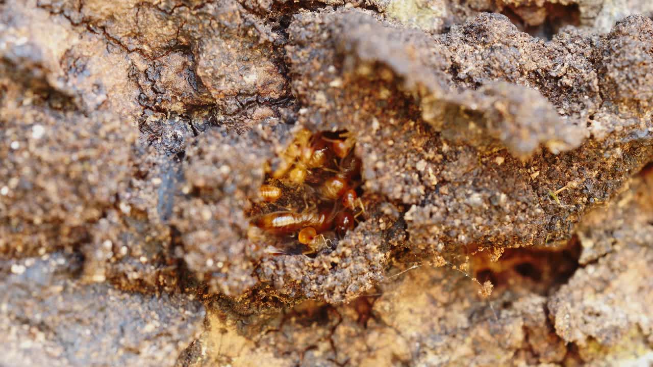 白蚁正在帮助修复它们在泰国森林里的巢穴。(间隔拍摄)视频下载