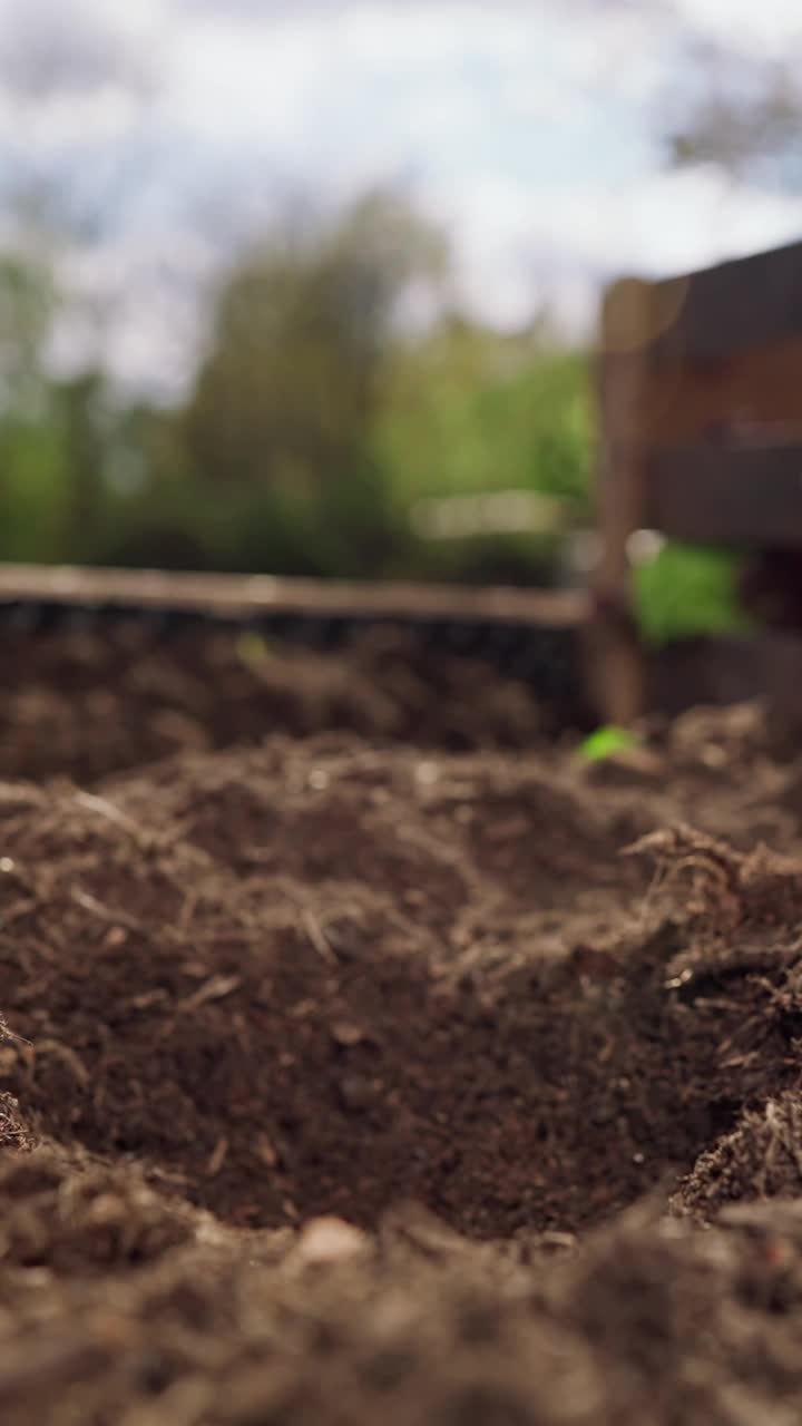 近距离的农场手工种植插枝到土壤中视频下载