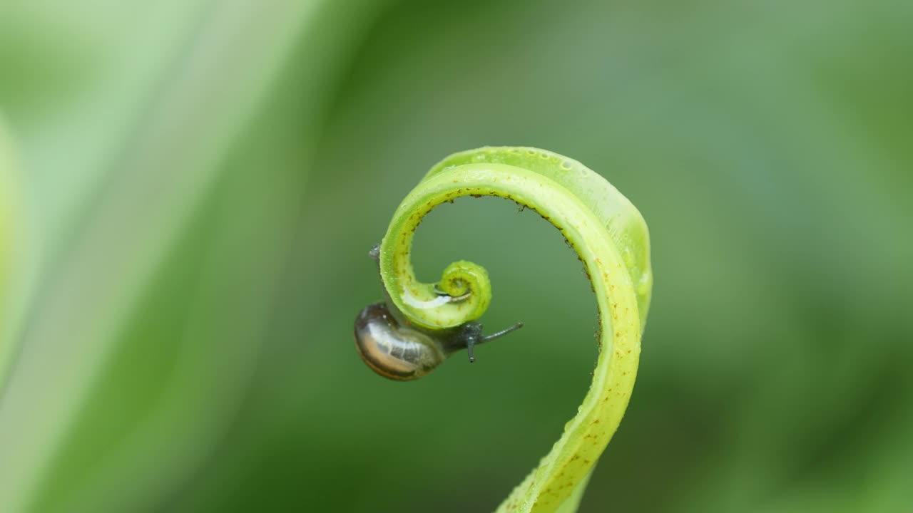 蜗牛在有水滴的蕨类叶子上行走。视频下载