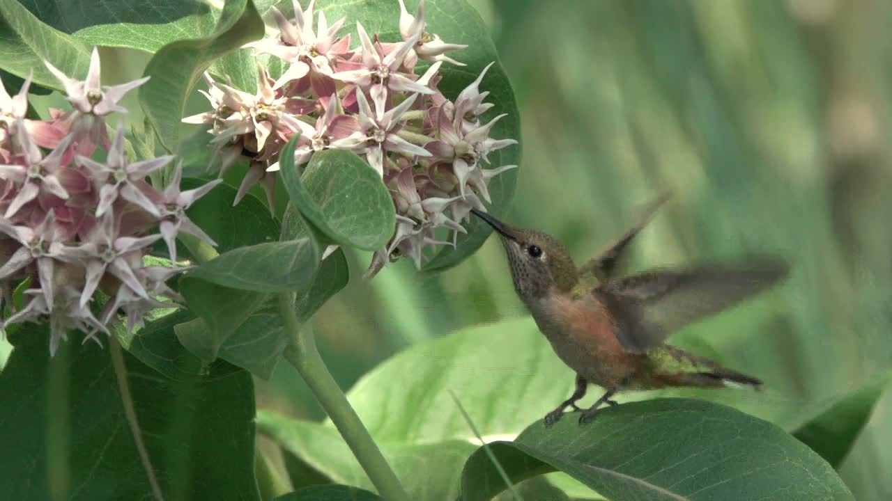 宽尾蜂鸟在科罗拉多利特尔顿以马利筋花为食视频下载