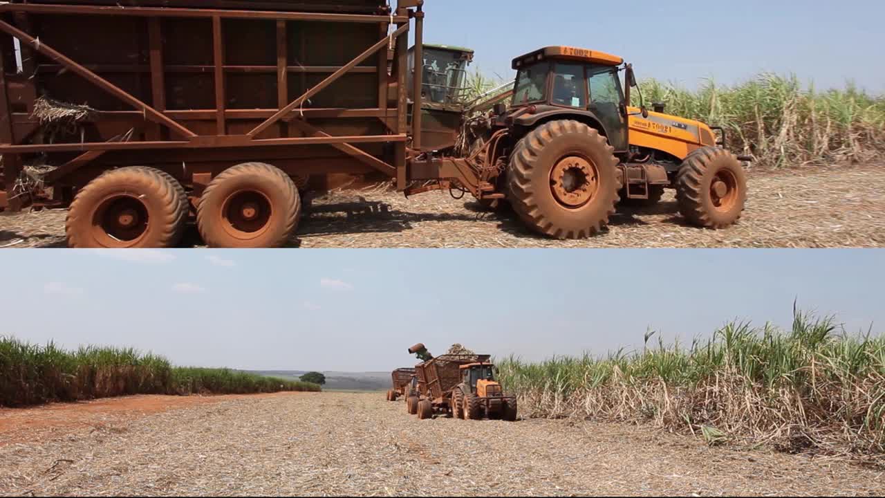 巴西圣保罗乡村甘蔗种植园的机械化收割视频下载