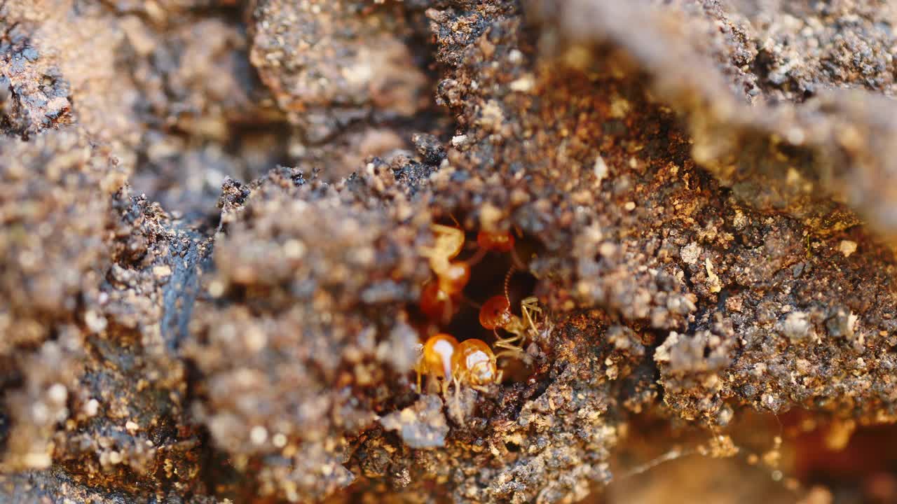 白蚁正在帮助修复它们在泰国森林里的巢穴。视频下载