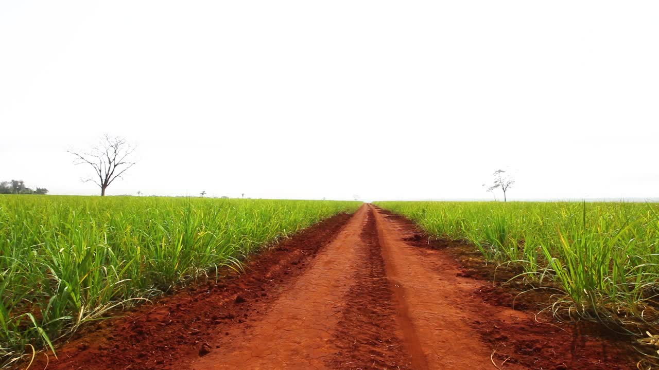 在巴西圣保罗São州的一个乡村路边的甘蔗种植园视频素材