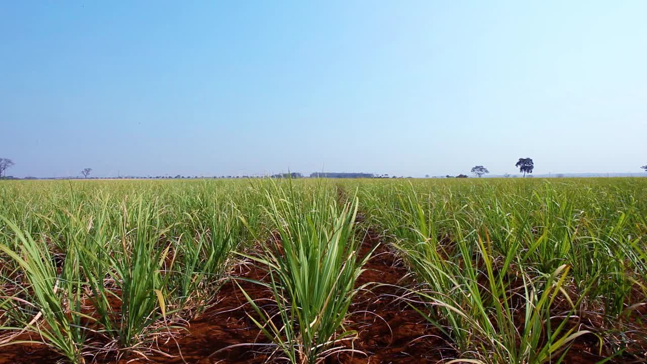 甘蔗种植园在一个农村的州São保罗，巴西视频下载
