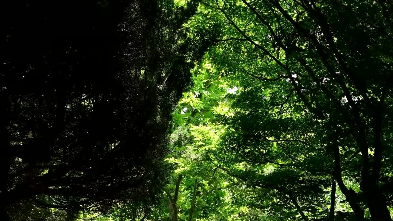 茂密的森林/韩国济州岛视频素材