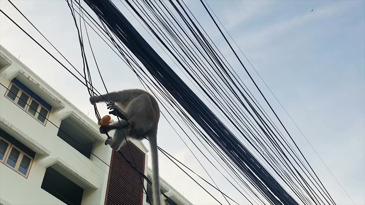 猴子在城市里。视频下载