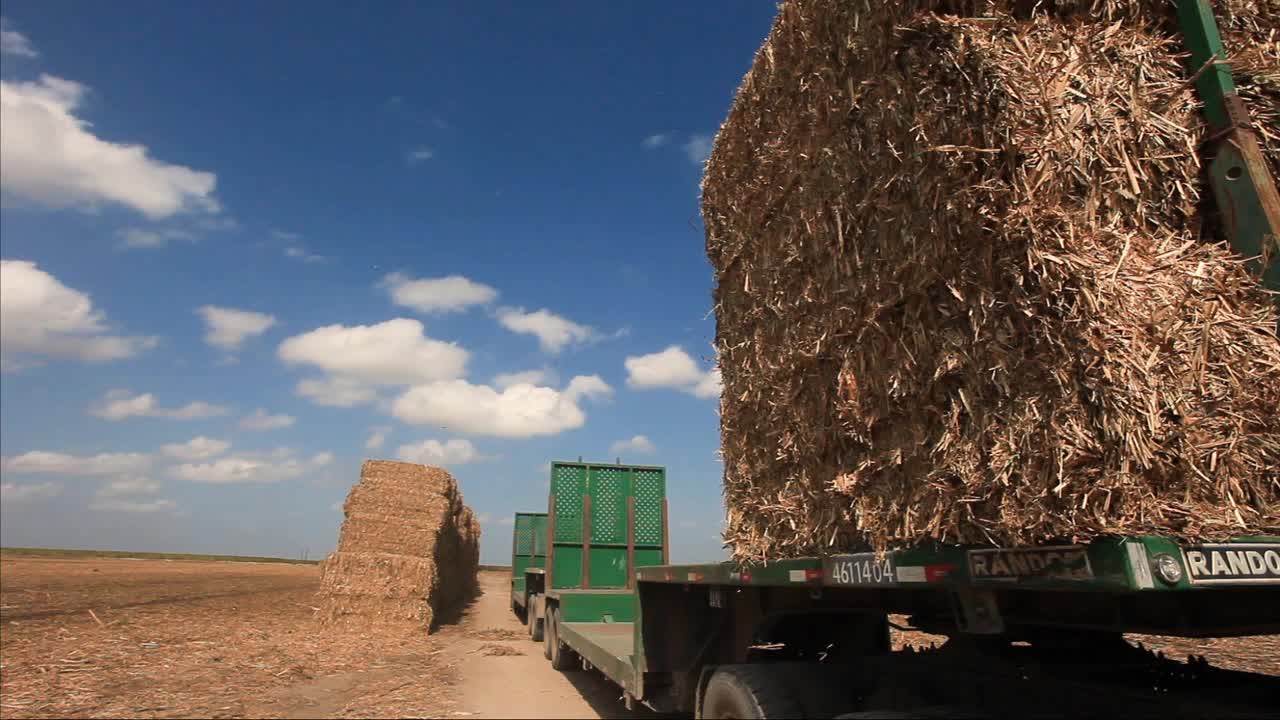 巴西阿拉格斯甘蔗收割后，田间的甘蔗捆视频素材