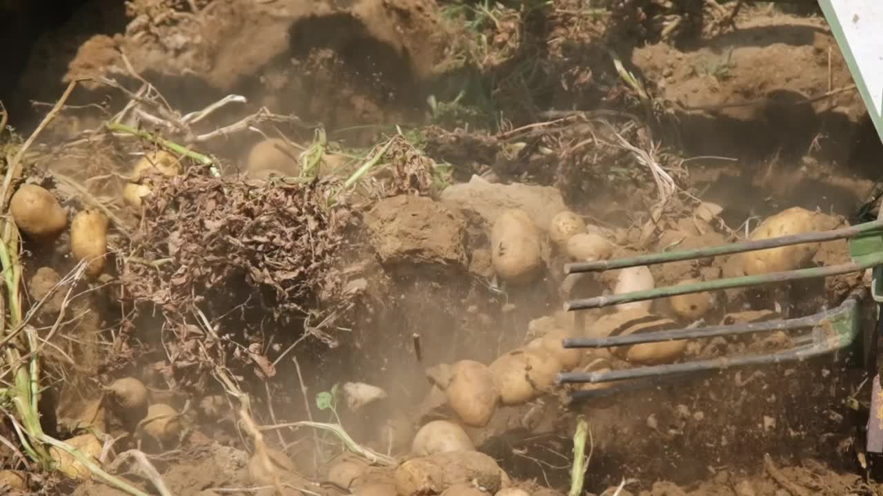 拖拉机和马铃薯收获机在田里。慢动作视频素材